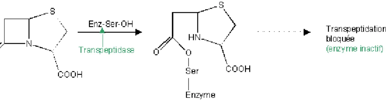 Figure 4: Rupture du noyau β-lactame par les β-lactamases selon une réaction d’hydrolyse suite à l’activation d’une molécule d’eau 