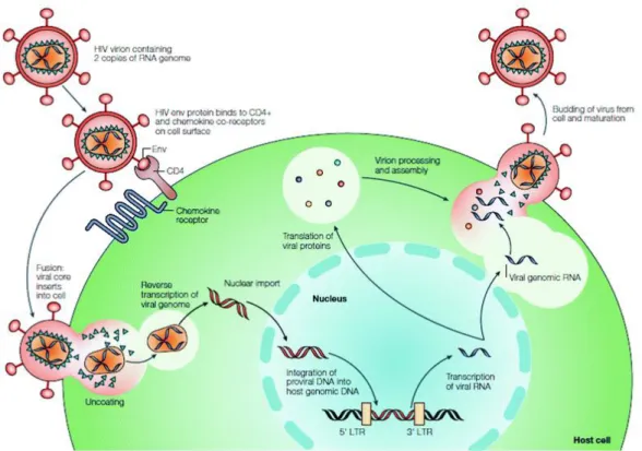 Figure 8 : Cycle de réplication du VIH (20) 