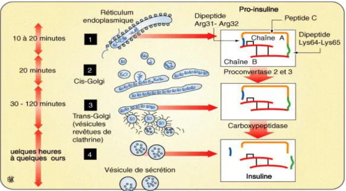 Figure 3 : Synthèse d’insuline  et transport intracellulaire. 1.  Début  de la traduction : formation  de pré-pro-insuline  puis  de  pro-insuline  (clivage  du  peptide  signal)  dans  la  lumière  du  réticulum  endoplasmique