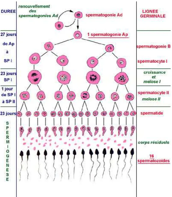 Figure 3 : schéma de la spermatogénèse  (http://sexophysio.com/spermatogenese.php) 
