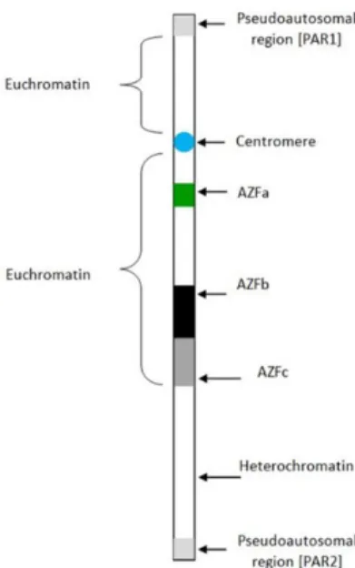 Figure 9 : Régions AZF du chromosome Y 