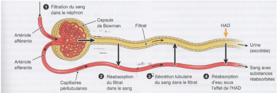 Figure 7 : Résumé de la formation de l’urine dans un néphron (6)  A la sortie du tube collecteur, l’urine définitive est excrétée (7)