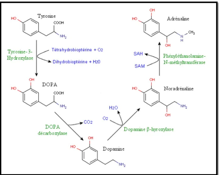Figure 4 Biosynthèse de l'adrénaline et de la dopamine. 