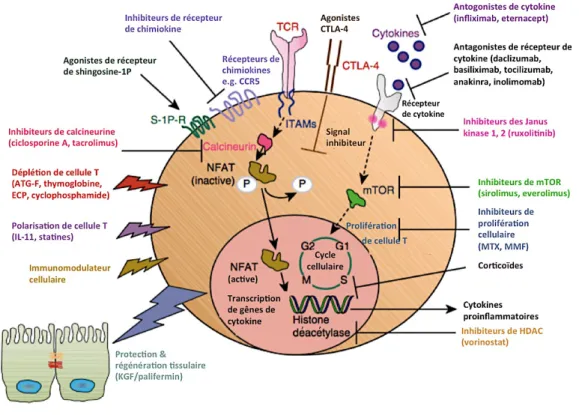 Figure 5 : Mécanisme d'action des traitement de la GVH aiguë(23). 