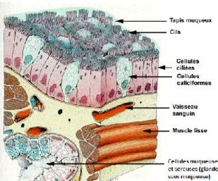 Figure 11 : Les structures de l’épithélium bronchique  (24)