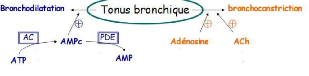 Figure 12 : Le tonus bronchique  (26)