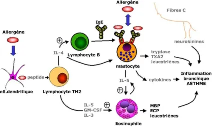 Figure 8 : Mécanisme de l’inflammation dans l’asthme  (20)