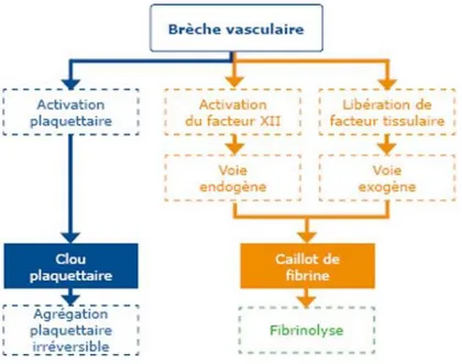 Figure 1 L'hémostase [1] 