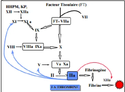 Figure 2 Cascade de la coagulation [2] 