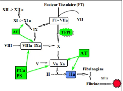Figure 3 Les inhibiteurs de la coagulation [2] 