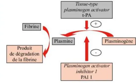 Figure 4 Schéma simplifié de la fibrinolyse [3] 