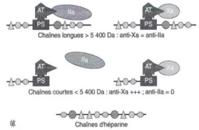 Figure 5 Activité des héparines en fonction de leur masse moléculaire [4] 