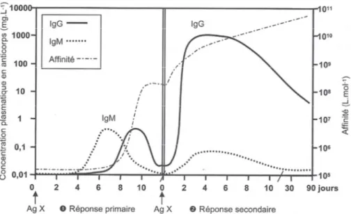Figure 1 : Cinétique de la réponse immunitaire humorale. Quantité et qualité des anticorps sécrétés et  affinité au cours du temps chez un individu soumis deux fois au même antigène  [1] 