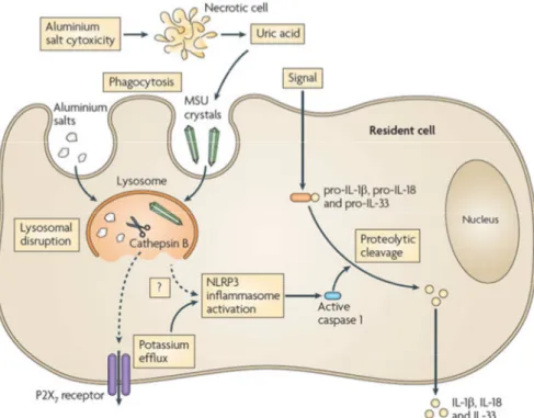 Figure 2 : Activation de l’inflammasome NLRP3 par les sels d’aluminium [11] 