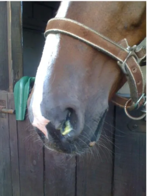 Figure 2 : Epistaxis chez un cheval (12)