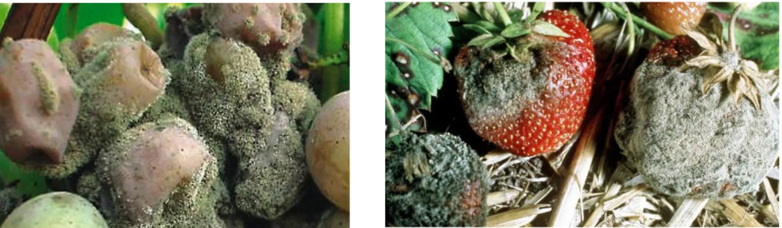 Figure 6 : Botrytis de la vigne : atteinte de la grappe  Figure 7 : Botrytis de la fraise 