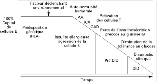 Figure 6 : Histoire naturelle du diabète de type 1 [13]
