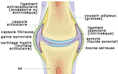 Figure 3 : Articulation synoviale du genou, coupe sagittale [18]