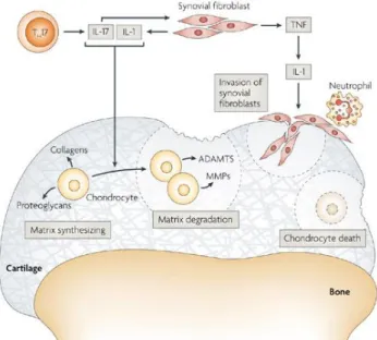 Figure 6 : Les voies régissant l'activation des chondrocytes et la dégradation du cartilage dans  l'arthrite rhumatoïde [56]