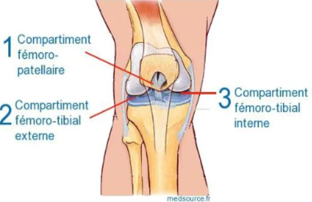 Figure 7 : Atteintes compartimentales dans l’arthrose du genou [64] 