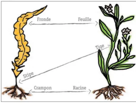 Figure 1 : Comparaison de la morphologie entre une algue et une plante terrestre (6). 