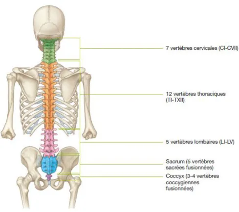 Figure 2. Répartition des vertèbres dans le corps humain (5) 