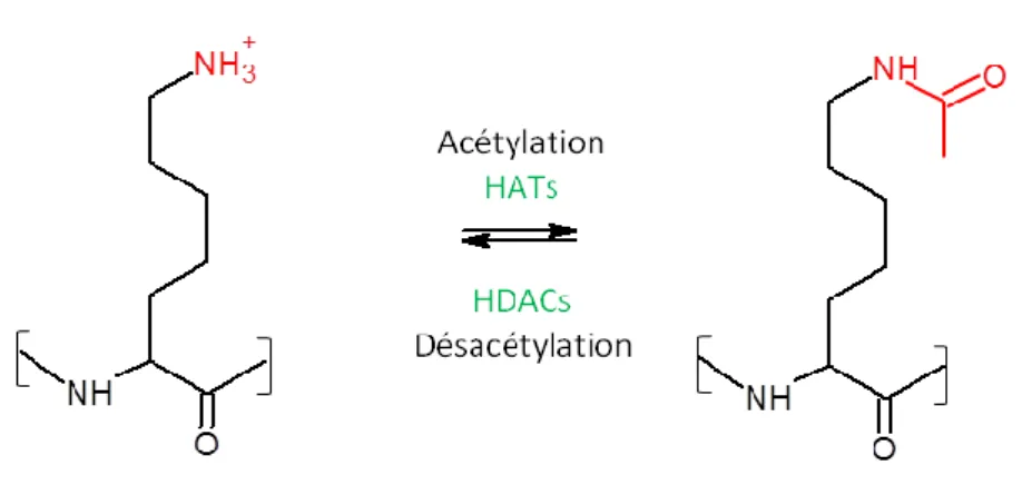 Figure 2. Acétylation et désacétylation d'un résidu lysine - Modifié de (Harrison and Dexter 2013) 