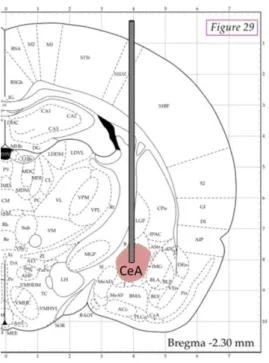 Figure 7. Implantation de canules dans le noyau central de l’amygdale grâce à l’atlas de Paxinos et Watson 