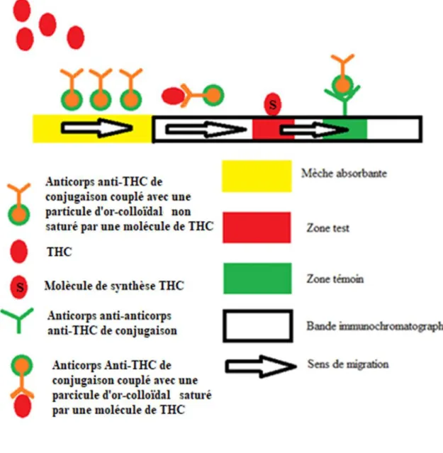 Figure 2 : Fonctionnement d’un test de détection de THC   dans les urines en présence de THC dans les urines