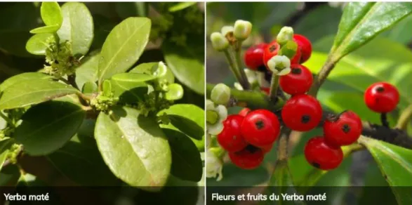 Figure 9 : Maté (feuilles et fruits) (26) 