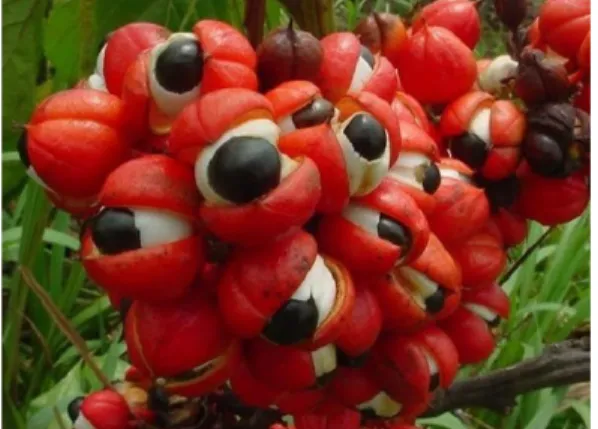 Figure 10 : Fruit du Guarana (28) 