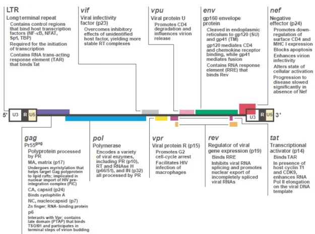 Figure 2: Le génome du VIH-1 et le rôle des protéines virales 