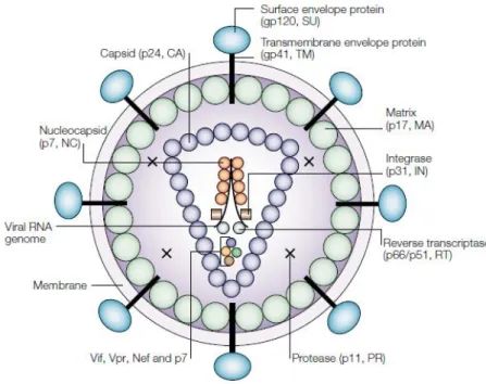Figure 3: Structure du VIH-1 