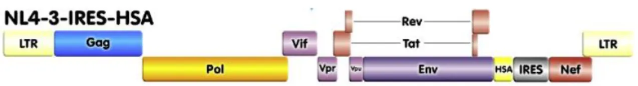 Figure 8: Représentation schématique du plasmide NL4-3-IRES-HSA 