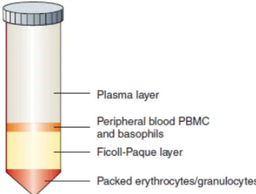 Figure 9: Séparation des cellules présentes dans le sang périphérique 