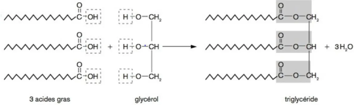 Figure 3 : synthèse d’un triglycéride (Site internet n°13). 