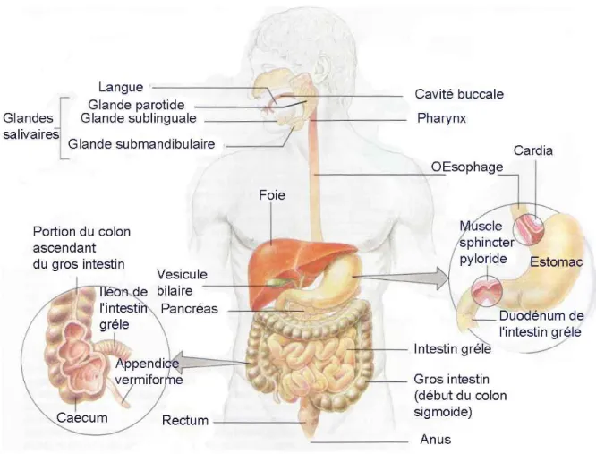 Figure 10 : schéma du tube digestif (Site internet n°31). 