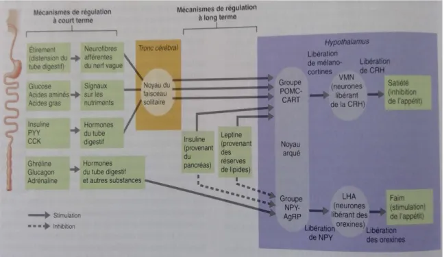 Figure 11 : régulation de l’apport alimentaire (Marieb &amp; Hoehn, 2010). 