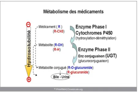 Figure 13 : métabolisme des médicaments (Site internet n°32). 