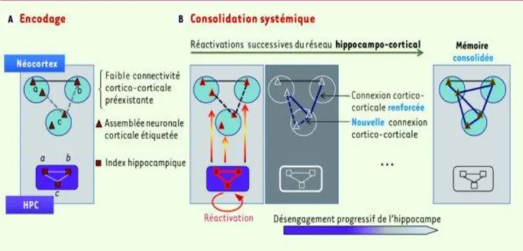 Figure 3 : Mécanismes de consolidation de la mémoire (3). 