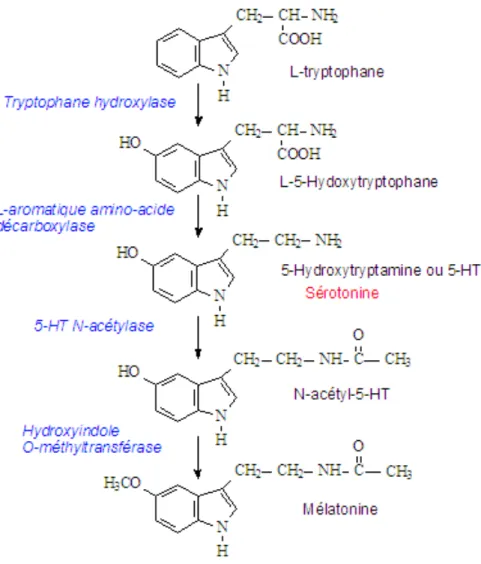 Figure 8 : Synthèse de la mélatonine (11) 
