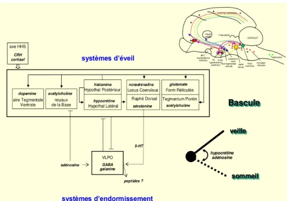 Figure 9 : Neurobiologie du cycle veille-sommeil (12) 