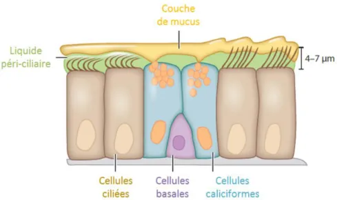 Figure 7. Epithélium respiratoire (25) 