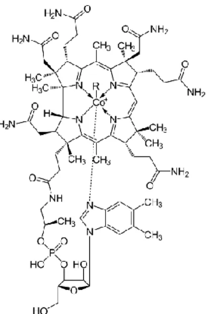 Figure 8. Représentation d’une molécule de vitamine B12 et de l’atome de cobalt en  son centre (source : wikipedia.org) 