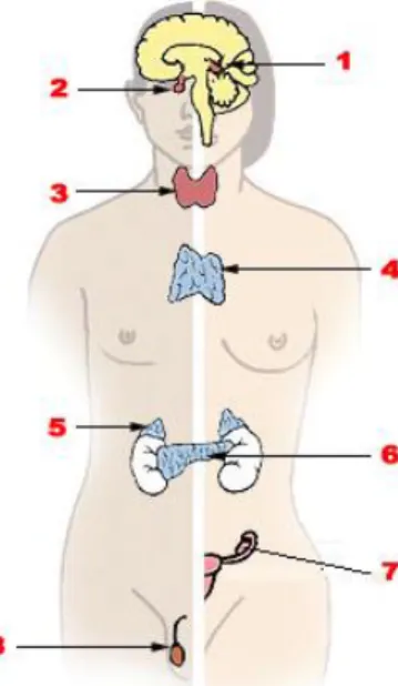 Figure 1. Le système endocrinien (4) 
