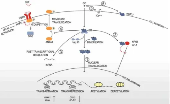 Fig. 1 Molecular mechanisms of glucocorticoids.  Genomic mechanisms: glucocorticoids diffuse freely across the cell  membrane