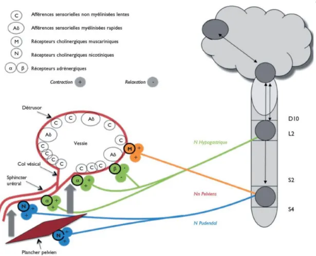 Figure 3: Innervation du bas appareil urinaire(12) 