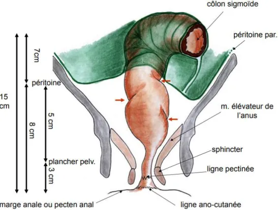 Figure 6: Anatomie du rectum et du canal anal, d’après P. Chaffanjon (28) 