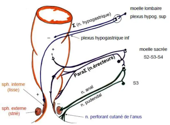 Figure 7: Schéma de l'innervation du rectum et du canal anal, d’après P. Chaffanjon (28) 