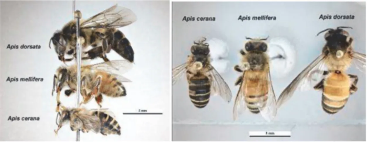 Figure 3 : Apis mellifica, A. dorsata, A. cerana  d’après Kami (en ligne) et Apisdosata Entreprise (en ligne) 